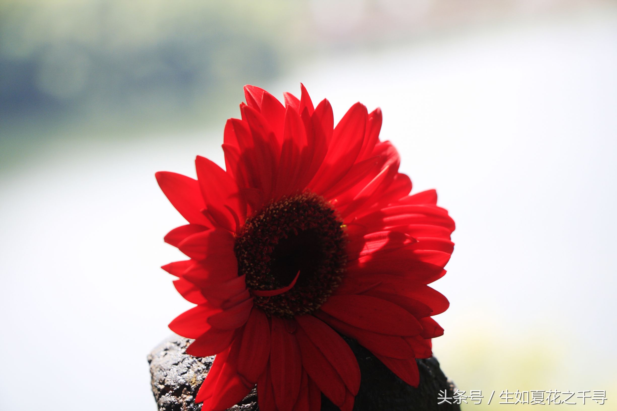 怎么才能坚持吃素呢,吃素真的好难