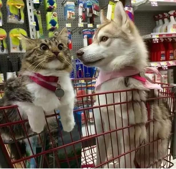 被三只狗养大的猫,被哈士奇养大的拉布拉多