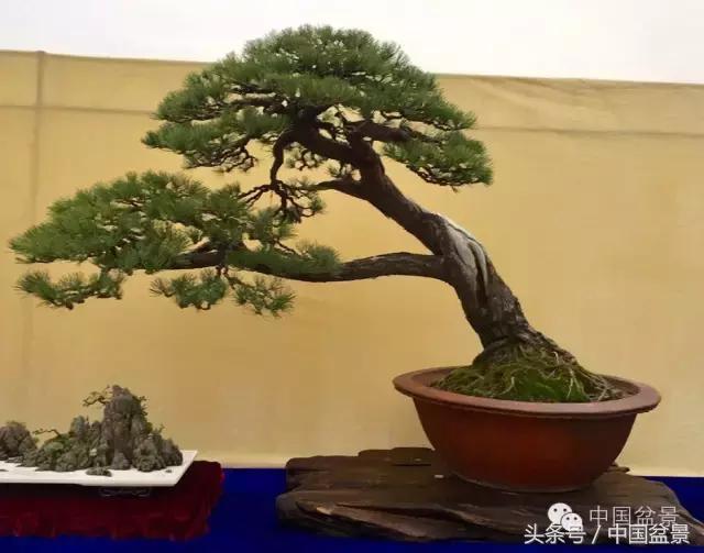 秋冬季节盆景杀菌杀虫,冬季盆景防虫妙招