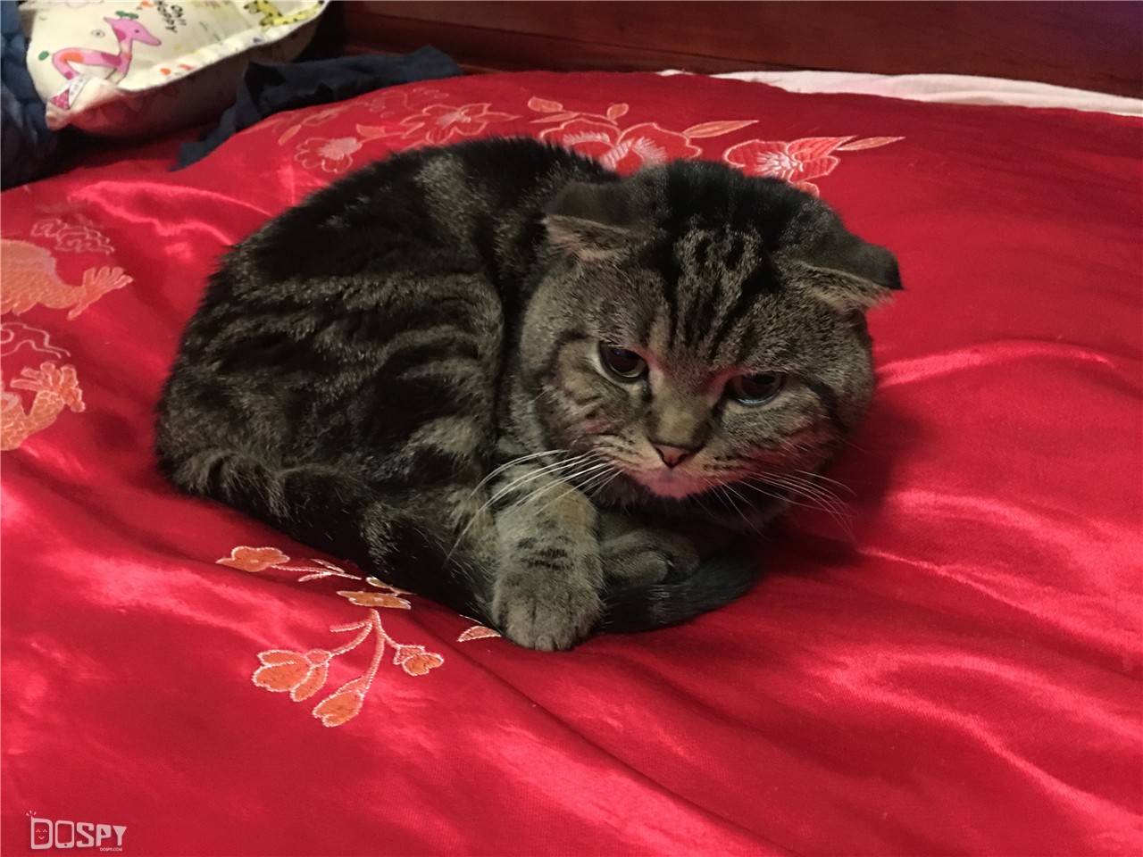 360手机极客版,手机360极客版