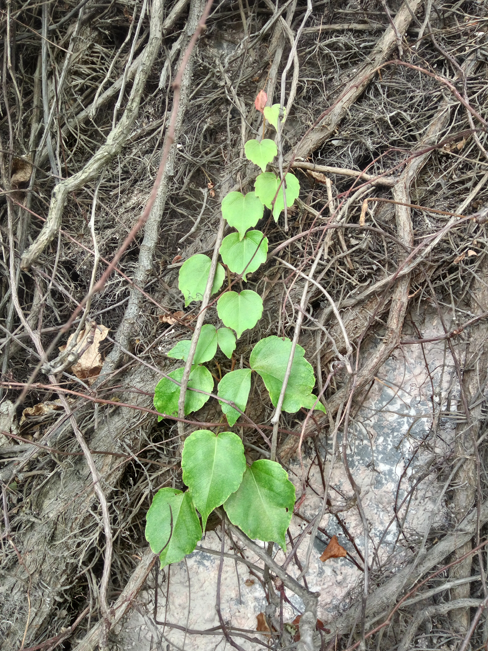 vivox60为什么值得买,vivox6能用多少年