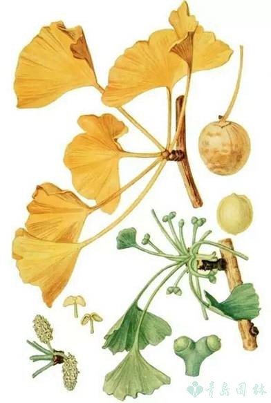 岛城秋韵,“杏”好有你