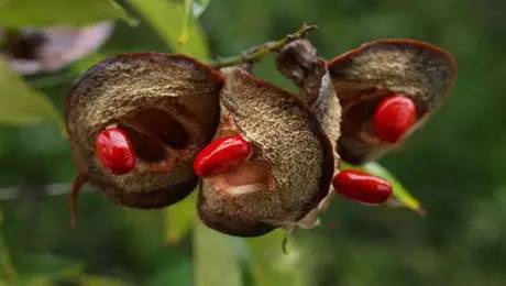 海淘族11.11不学国检法规吃大亏