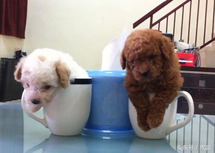 超级可爱的茶杯泰迪,只有巴掌大的宠物