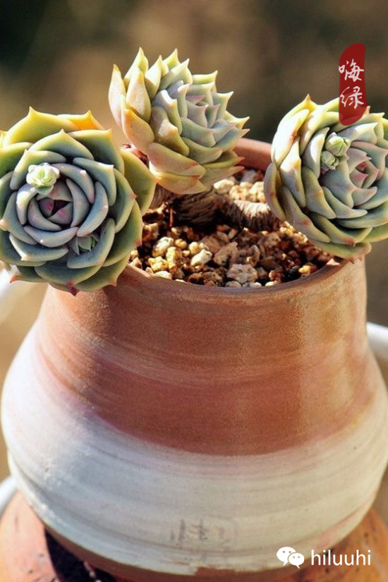 怎么可以这么美图片,漂亮韩国多肉