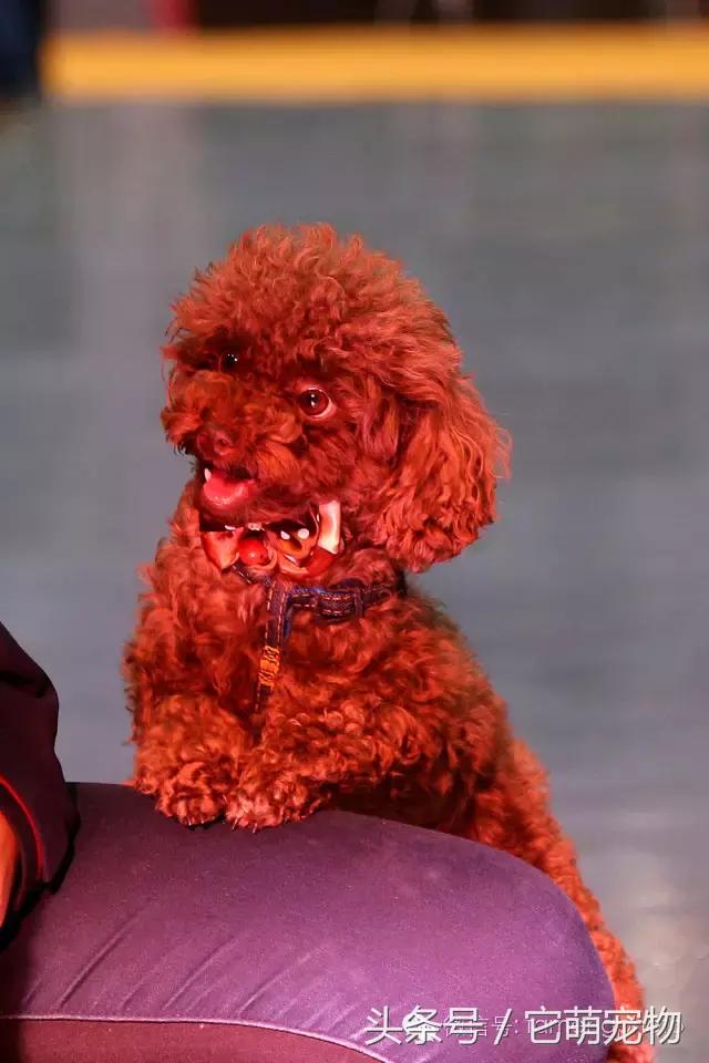 苏州宠物展观展,2019华东宠物展苏州