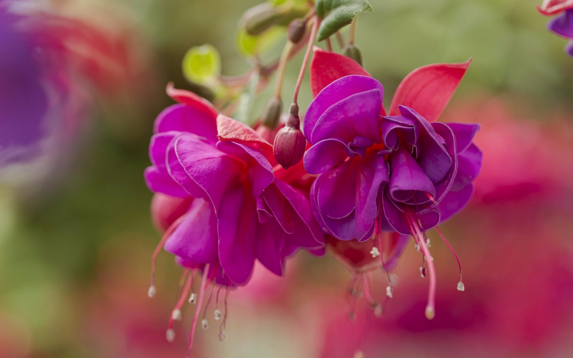 牡丹苗黄叶是什么原因,牡丹树黄叶怎么回事