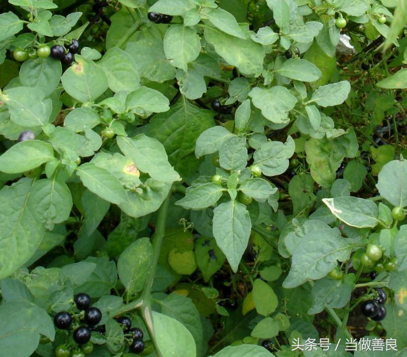 南方小时候常见又叫不上名的植物,四川常见花草植物有哪些