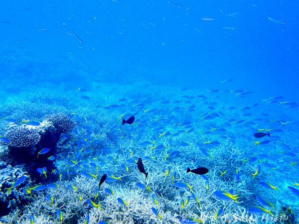 帕劳世界七大海底奇观,帕劳夕阳奇观图片