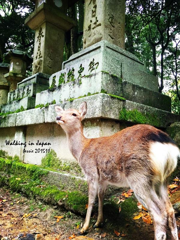 霓虹国秋日暴走之旅,漫步日本旅行游记