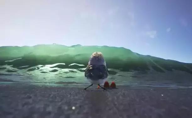 鸟是好鸟就是话多这幅图表达什么,鸟是好鸟是什么梗