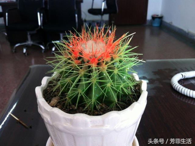 植物杀手，你知道仙人球要怎么养吗？