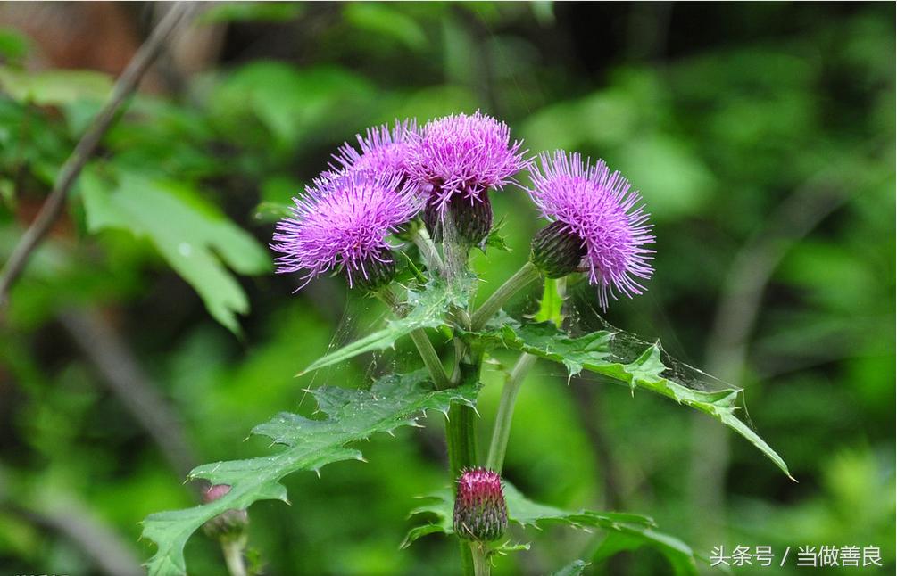 南方小时候常见又叫不上名的植物,四川常见花草植物有哪些