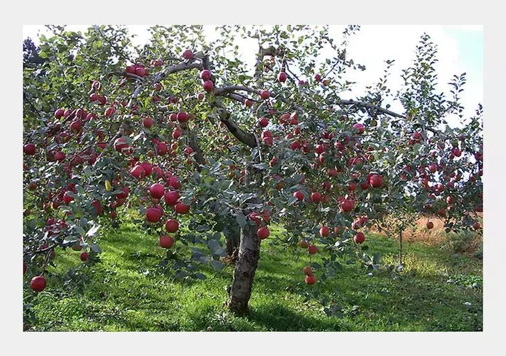 农心|一起向匠人精神致敬!