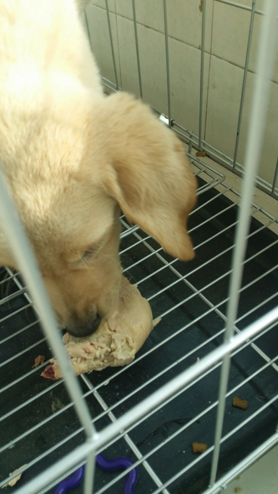 犬瘟热的综合防控策略,得犬瘟的狗狗能治愈吗视频讲解