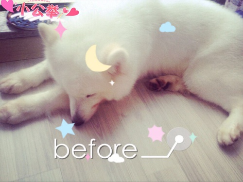 狗狗身上的毛剃光了是不是很难看,狗狗全部剃光毛的样子