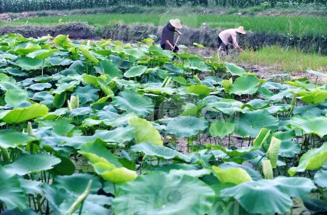 1百平方养泥鳅收益,藕田养泥鳅好还是稻田养泥鳅好