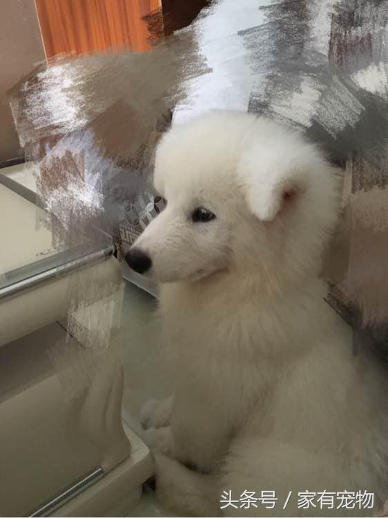 萨摩耶耳朵立不起来是串吗,萨摩耶耳朵立起来又垂下去了