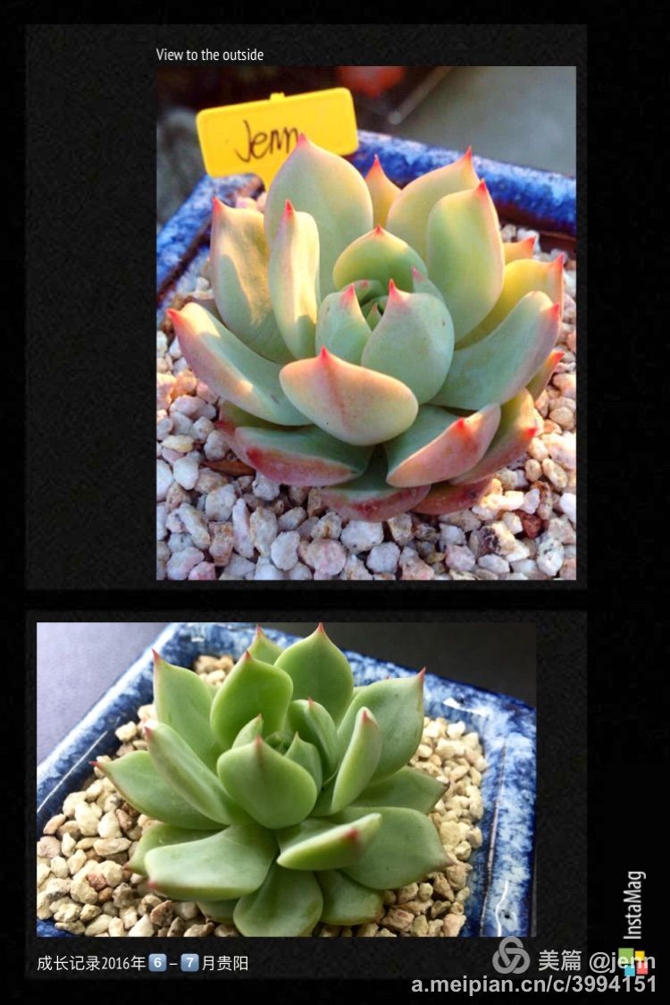 我的多肉小苗一直在露养用遮阳吗,露养冬天的第一盆多肉