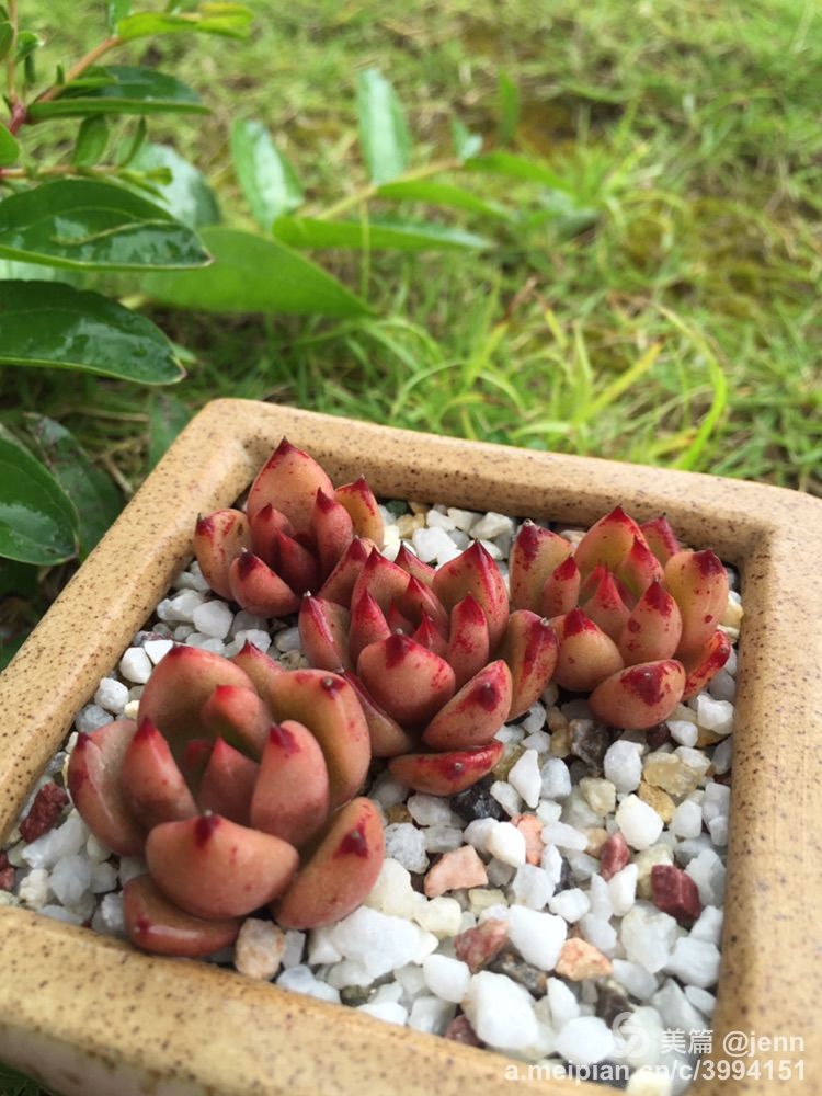 我的多肉小苗一直在露养用遮阳吗,露养冬天的第一盆多肉