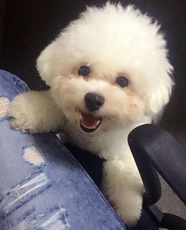 从来不跟狗打交道的星座,狗跟星座的关系