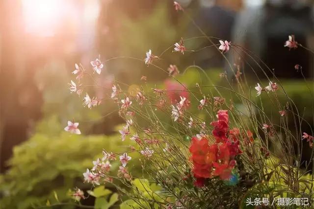 照片虚化背景添加光晕,照片怎么添加漂亮光晕