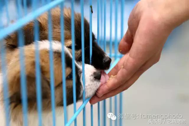 苏州宠物展观展,2019华东宠物展苏州