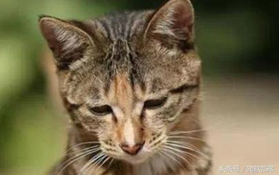 汪星人：铲屎的你是不是故意输错三次密码，老娘支付宝登录不了？