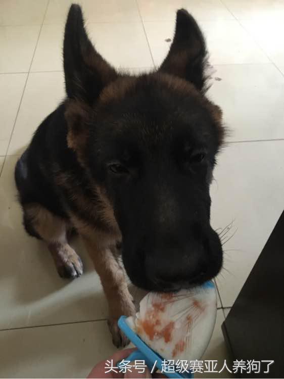 德国牧羊犬咬人还咬主人怎么办,德国牧羊犬咬人怎么办