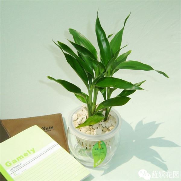 可以净化空气的室内盆栽植物,什么植物净化空气能力最强室内