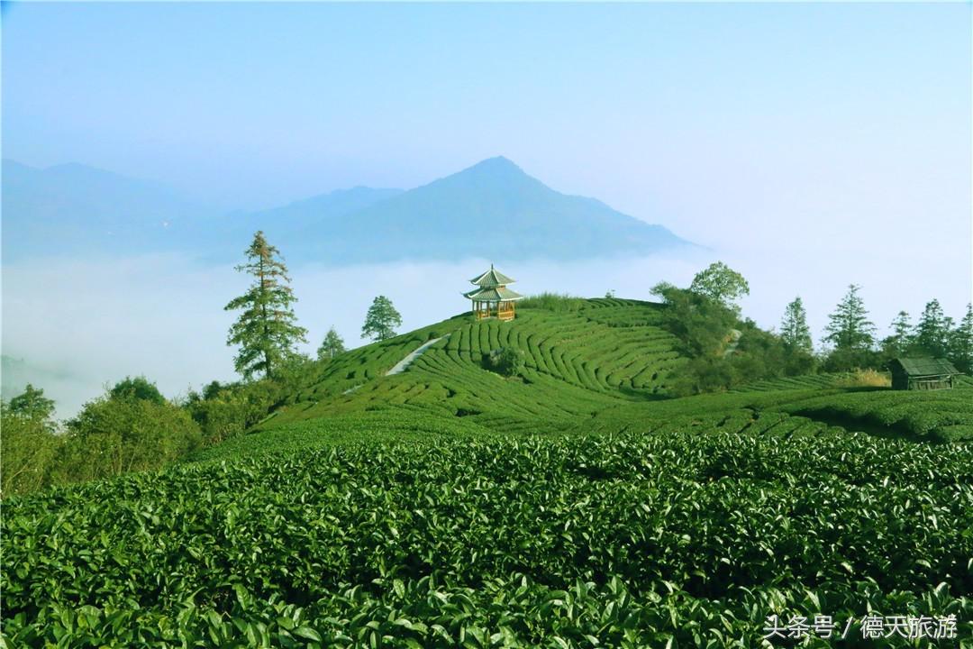 闻茶香回甘甜暖人心,闻茶香绿茶