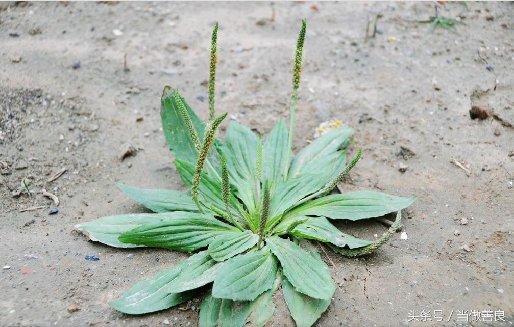 南方小时候常见又叫不上名的植物,四川常见花草植物有哪些