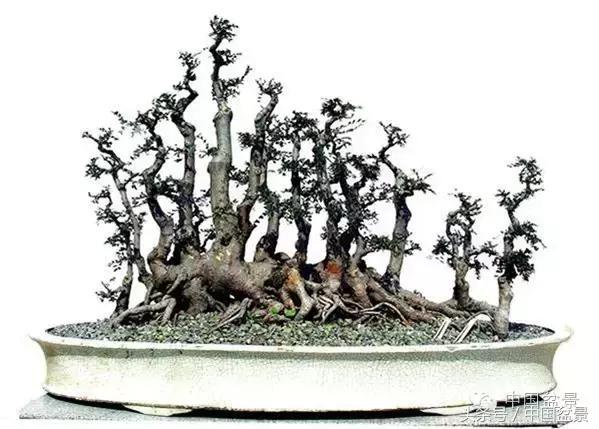 枸杞树桩盆景如何造型,紫薇盆景树桩造型图片