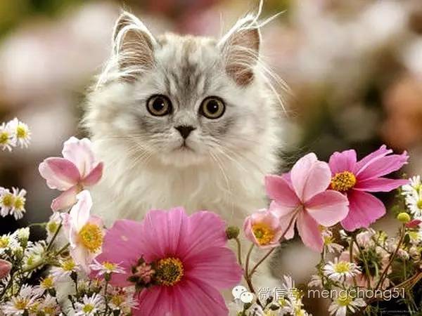 猫咪对哪些植物有毒,对猫咪有毒的植物