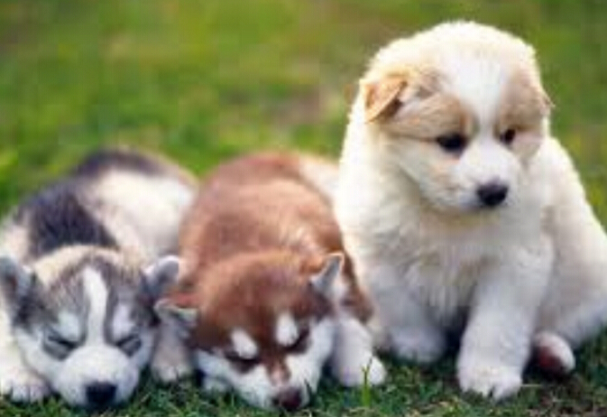 注意了！新加坡售出宠物狗前必须申领狗牌，另附最全汪星人英文名