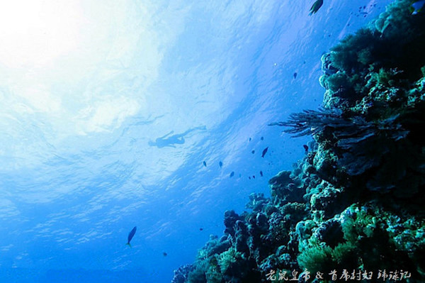 帕劳海底鲨鱼图片大全,帕劳海洋奇观之谜