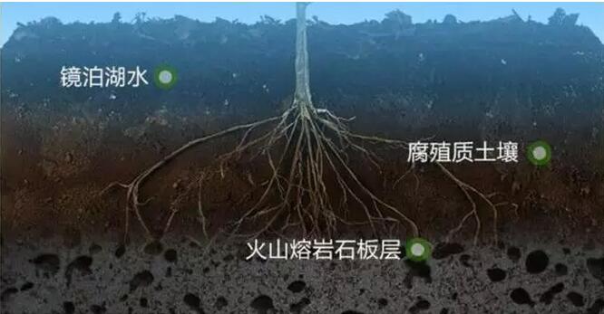 有机大米卖多少钱,有机大米的价格40元一斤