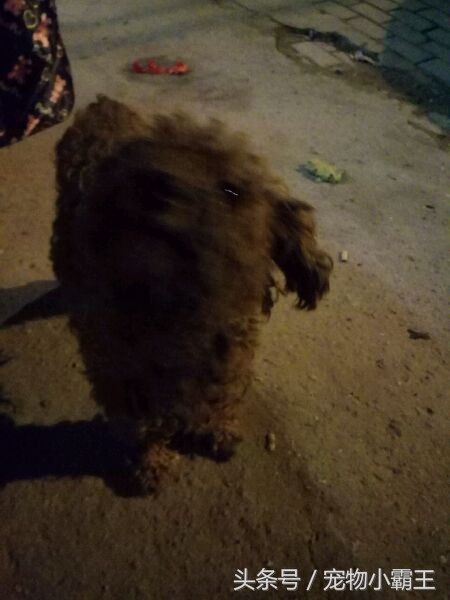 一直有人抱怨捡不到流浪狗，今天我却发现了一只漂亮的小泰迪！