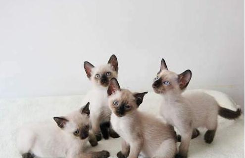 性价比低的猫咪品种有哪些,什么种类的猫最便宜