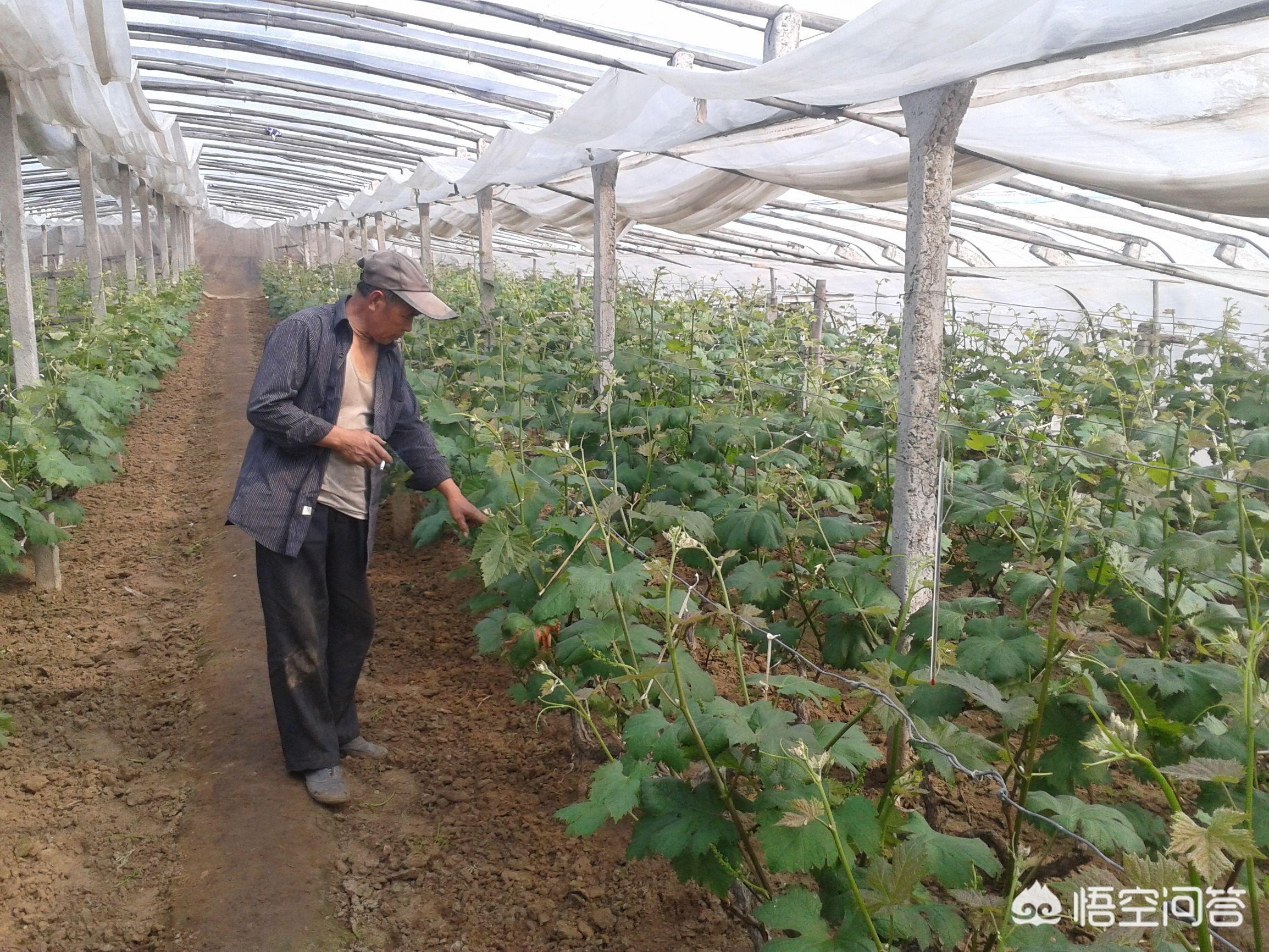 葡萄新芽没果穗的怎样处理,葡萄出芽就有果怎么处理