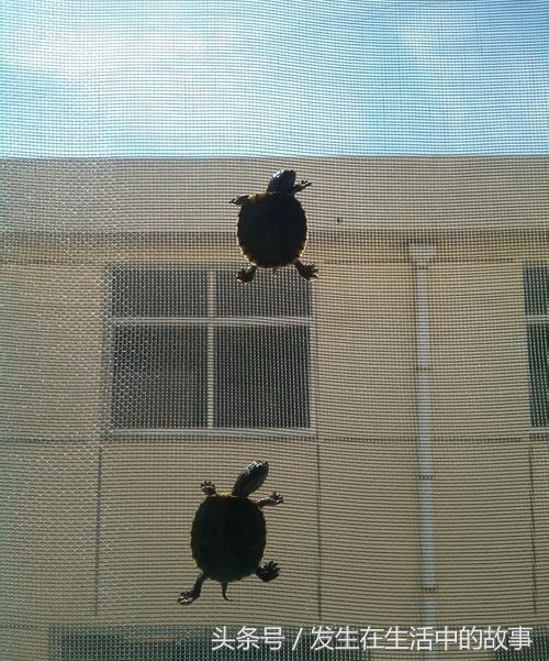 巴西龟怎么养才100%能活下来,怎么才能养好一只小巴西龟