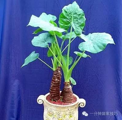 适合在屋里养有利于健康的植物,家里种植什么植物有助于健康