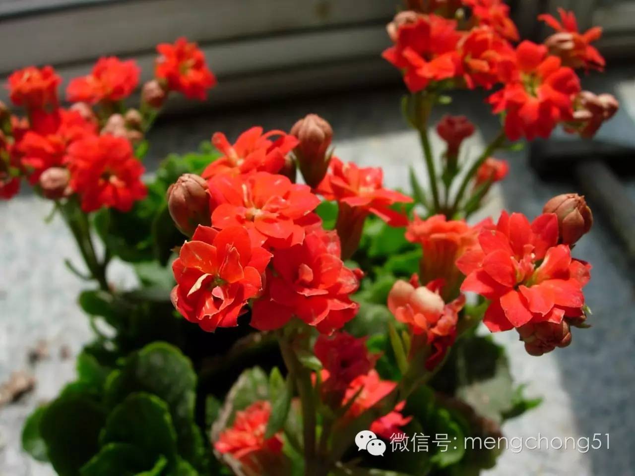 猫咪对哪些植物有毒,对猫咪有毒的植物