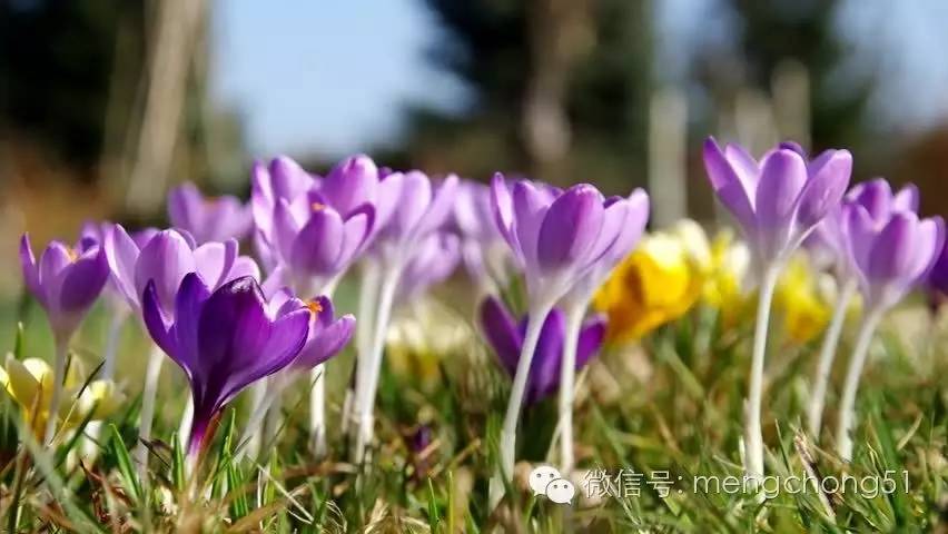猫咪对哪些植物有毒,对猫咪有毒的植物