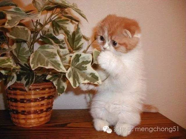 对猫咪有毒的植物有哪些？猫咪误食毒性植物怎么办？