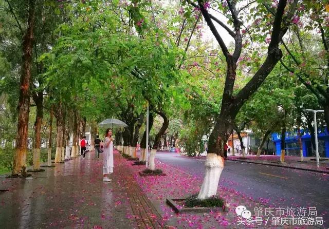 西大下了一场雨,美翻了整个肇庆!