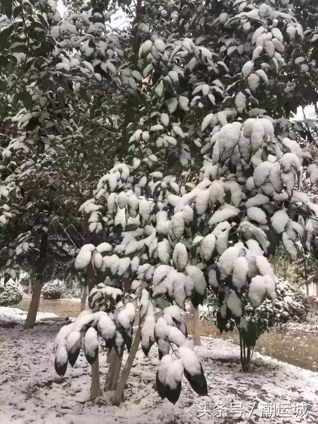 运城雪景有多美,山西省运城市第一场雪