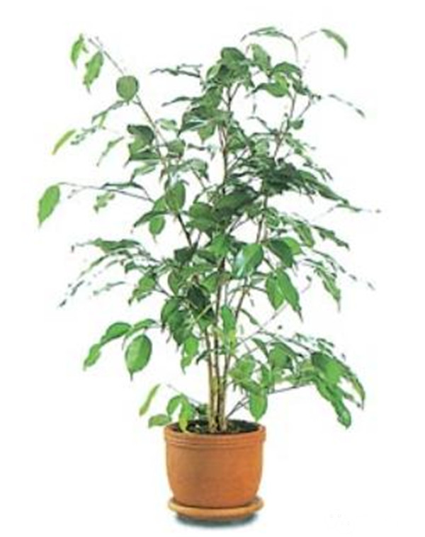 可以净化空气的室内盆栽植物,什么植物净化空气能力最强室内