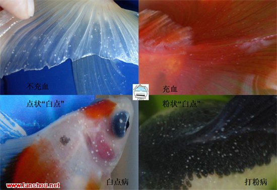 金鱼常见病及防治方法,家养金鱼如何消毒