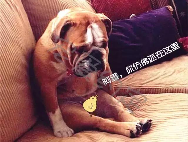 千万不要点开原声是什么梗,千万不要点开原声好吗